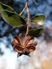 Quillaja saponaria