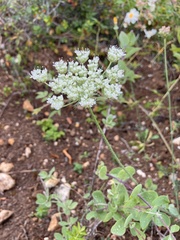 Selinum carvifolia