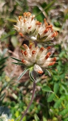 Anthyllis vulneraria
