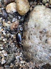 Nebria eschscholtzii