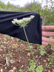 Selinum carvifolia