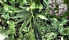 Valeriana alternifolia