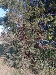 Luma apiculata