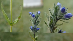 Veronica ciliata