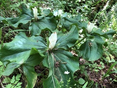 Trillium albidum