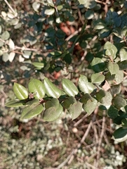 Luma apiculata