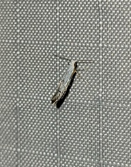 Argyresthia subreticulata