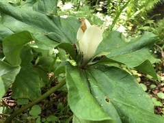 Trillium albidum