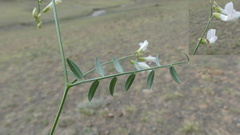 Vicia costata