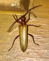 Centrodera decolorata