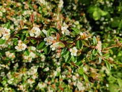 Cotoneaster × suecicus
