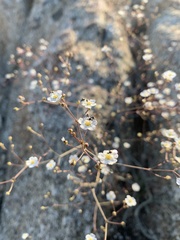 Ivesia santolinoides