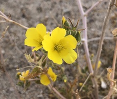 Mentzelia eremophila