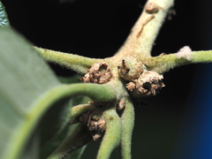 Callirhytis subcostata