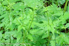 Osmorhiza purpurea