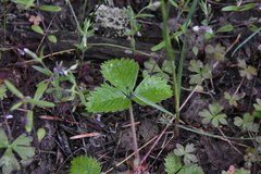 Fragaria vesca bracteata