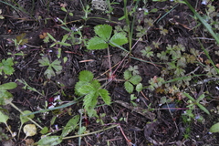Fragaria vesca bracteata