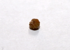 Callirhytis subcostata