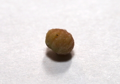 Callirhytis subcostata