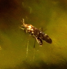 Sylvicola annulicornis