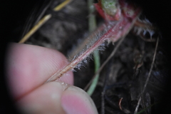 Fragaria vesca bracteata