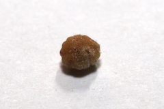 Callirhytis subcostata
