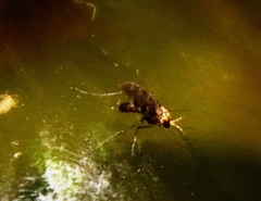 Sylvicola annulicornis
