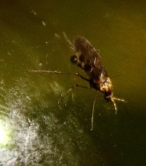 Sylvicola annulicornis