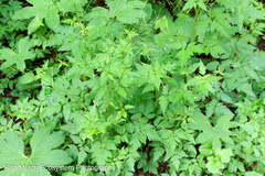 Osmorhiza purpurea