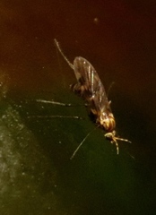 Sylvicola annulicornis