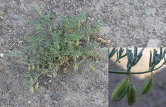 Zygophyllum pterocarpum