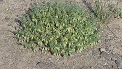Zygophyllum pterocarpum