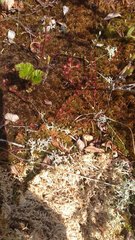 Media resource of Drosera rotundifolia