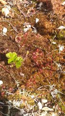 Drosera rotundifolia image