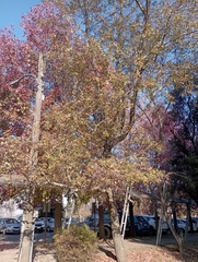 Nothofagus obliqua