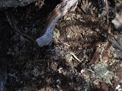 Psoraceae