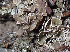 Psoraceae