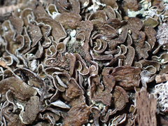 Psoraceae