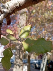 Nothofagus obliqua