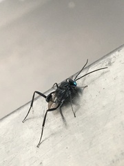 Evania appendigaster