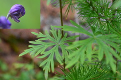 Aconitum paskoi