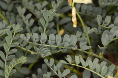 Astragalus curvicarpus