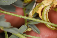 Astragalus curvicarpus