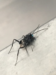 Evania appendigaster