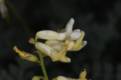 Astragalus curvicarpus