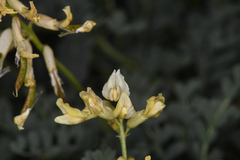 Astragalus curvicarpus