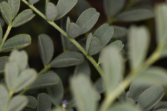 Astragalus curvicarpus