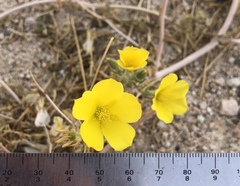 Mentzelia eremophila