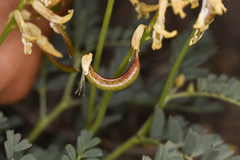 Astragalus curvicarpus