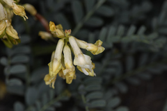 Astragalus curvicarpus